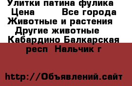 Улитки патина фулика › Цена ­ 10 - Все города Животные и растения » Другие животные   . Кабардино-Балкарская респ.,Нальчик г.